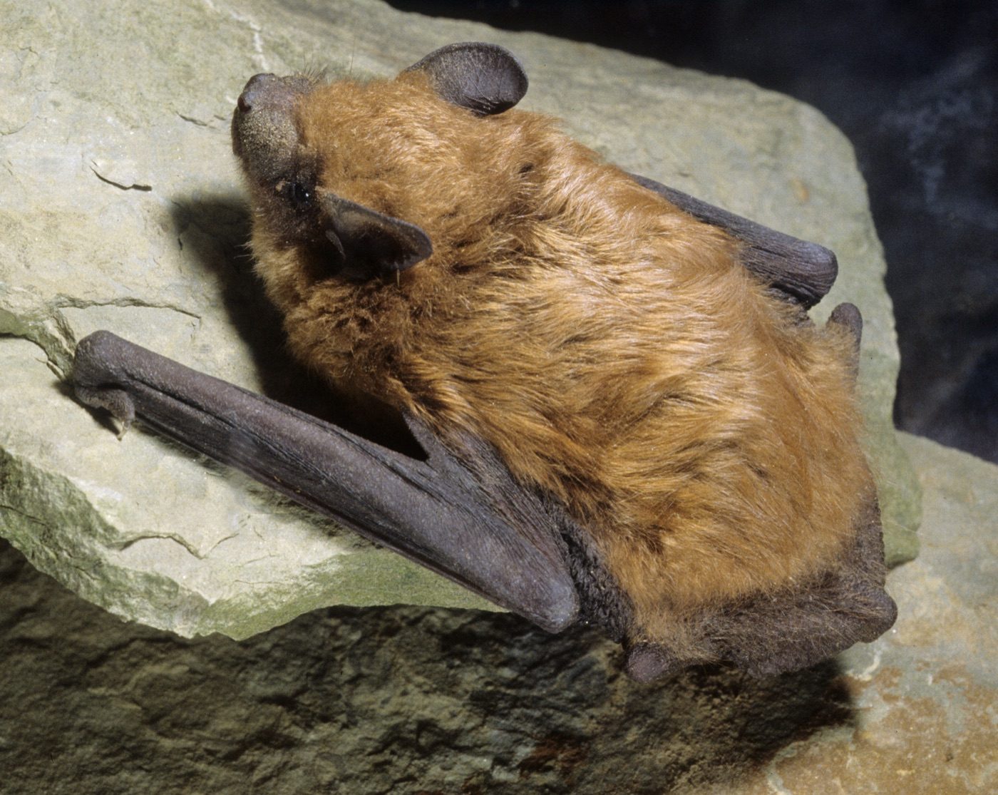 Bat-Proofing & Exclusion