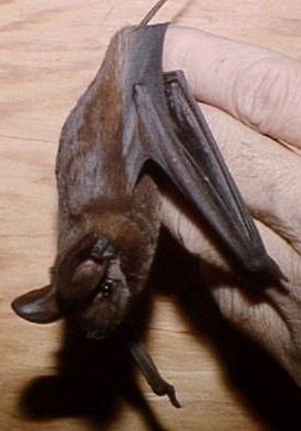 Idaho bat, Weiser bat removal