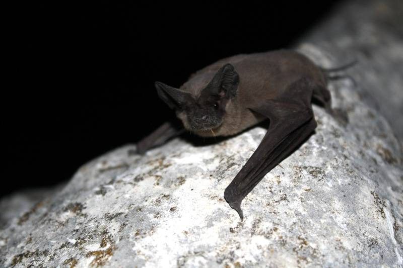 Bat Colony Removal