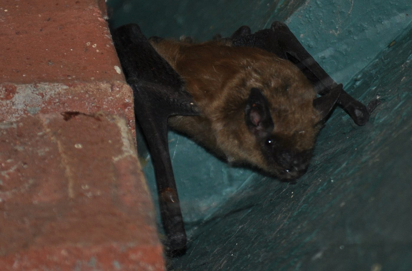 Long-eared Myotis (Myotis evotis)