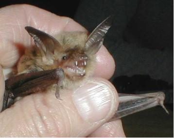 Long-legged Myotis (Myotis volans)