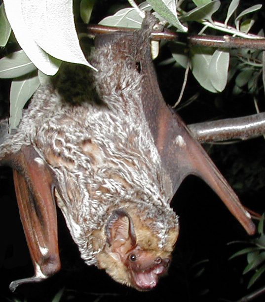 Bat-Proofing & Exclusion