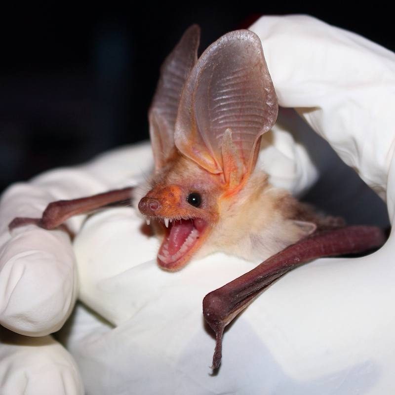 Bat Colony Removal