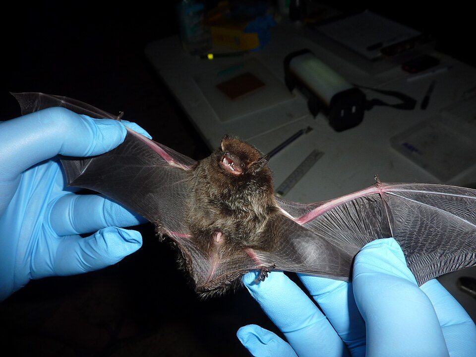 Bat Guano Cleanup