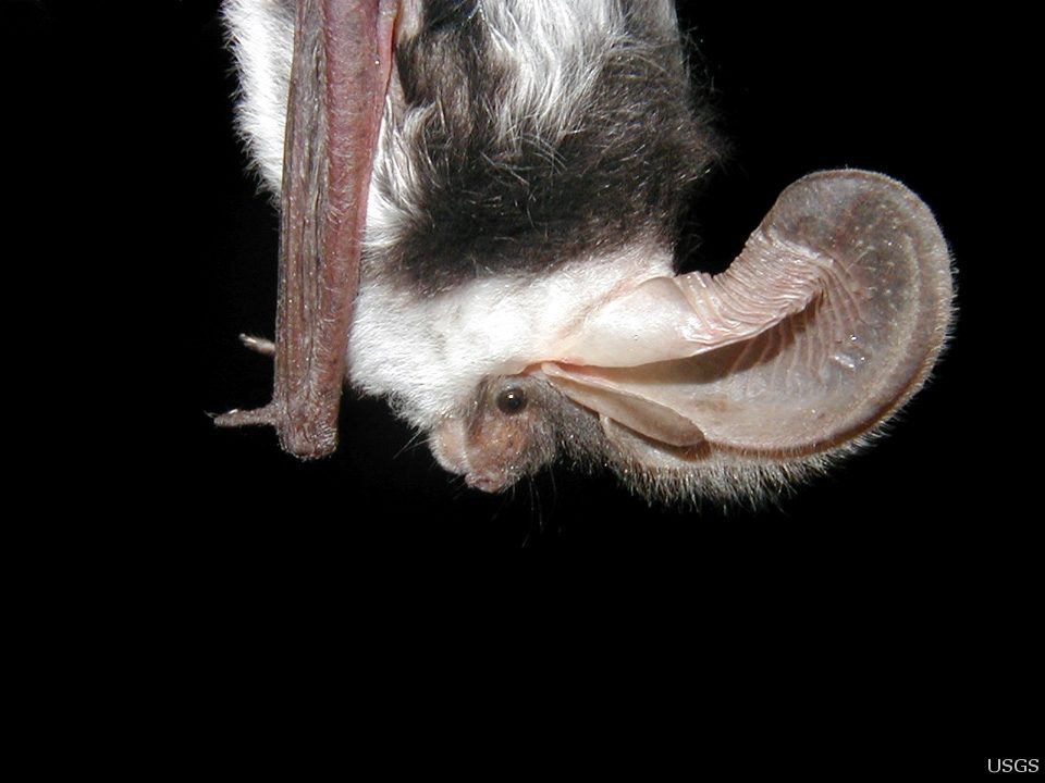 Idaho bat, Cascade bat removal