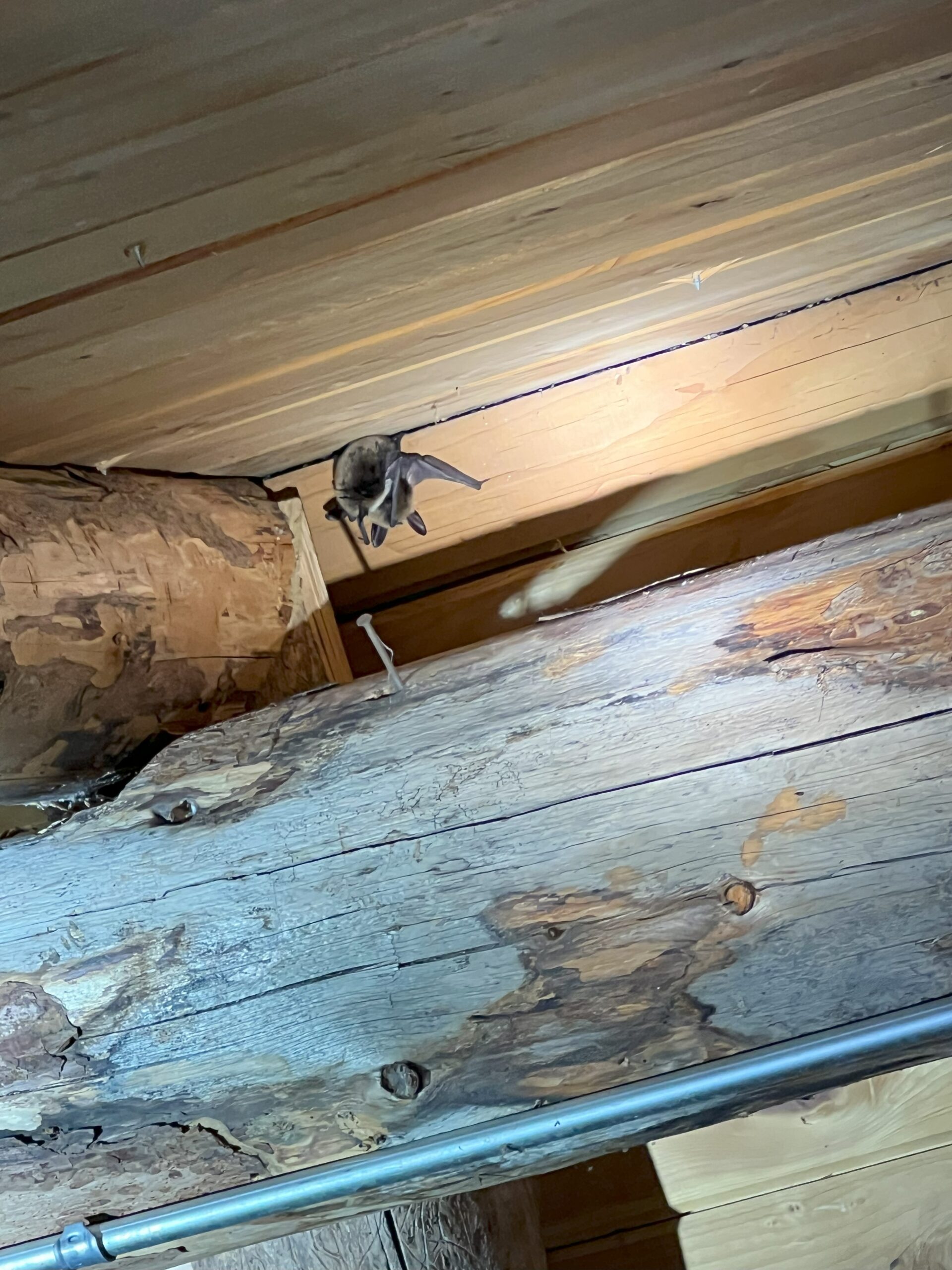 Get a free bat removal quote in Idaho